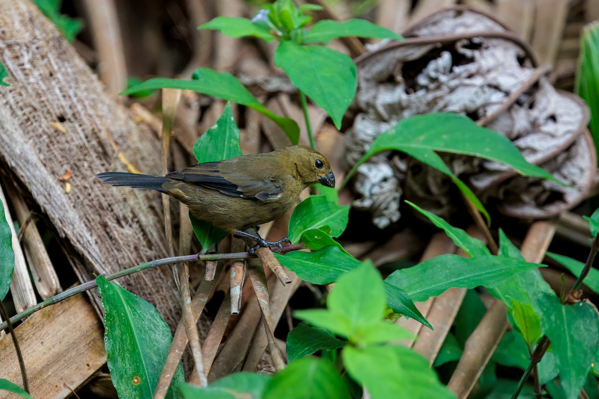 Variable Seedeater - ML635007181