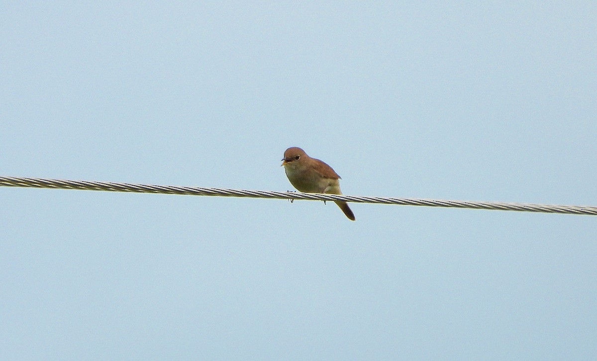 Common Nightingale - ML635007202
