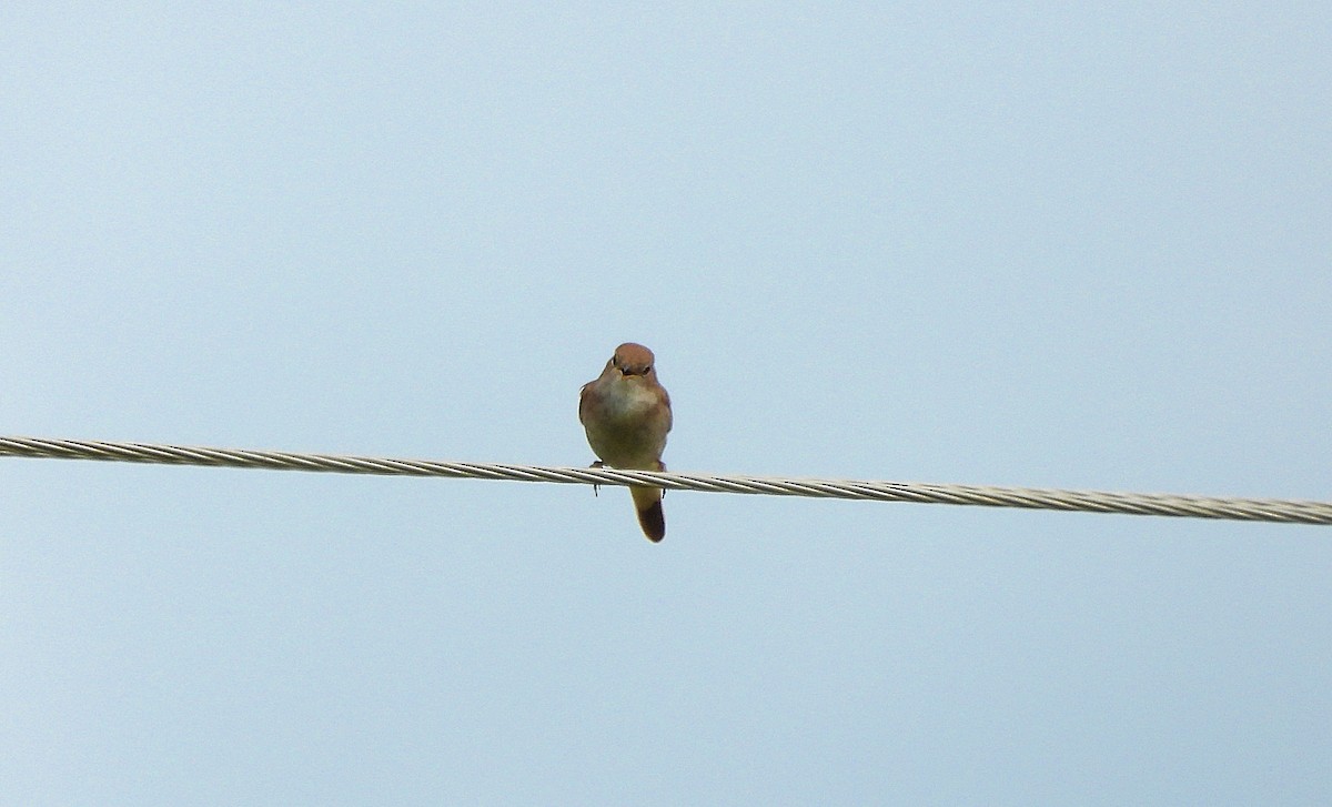 Common Nightingale - ML635007204