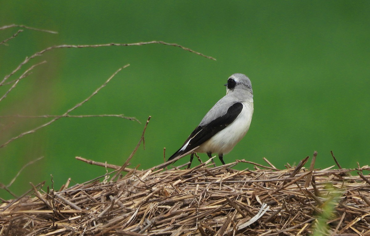 Northern Wheatear - ML635007225
