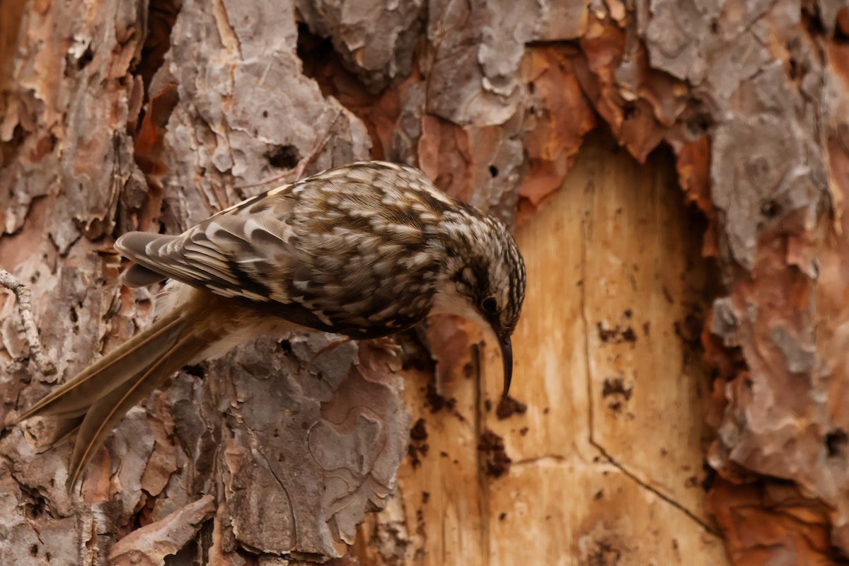 Brown Creeper - ML635007269