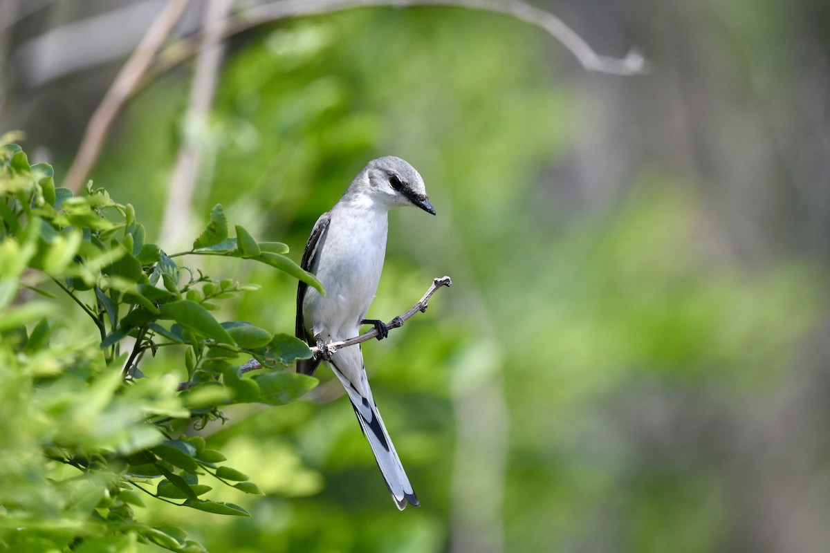 Ashy Minivet - ML635007362