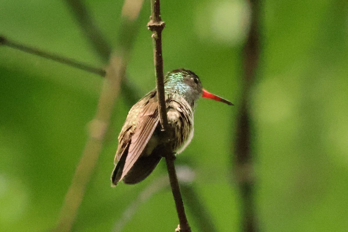 Mangrov Kolibri - ML635007381