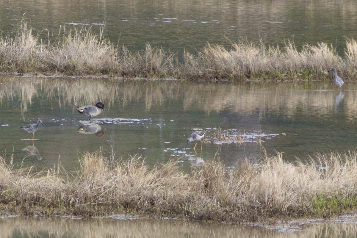 Green-winged Teal - ML635007505
