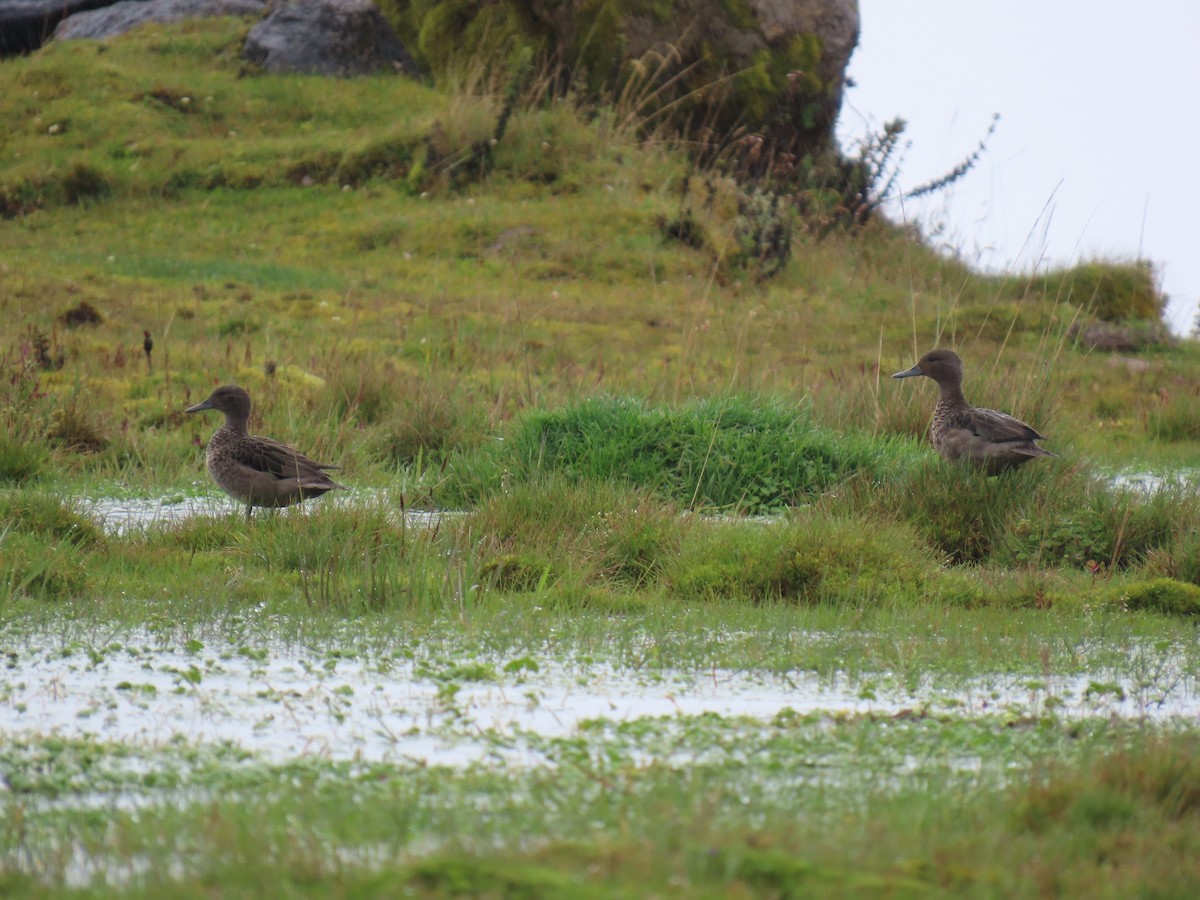 Andean Teal - ML635007506