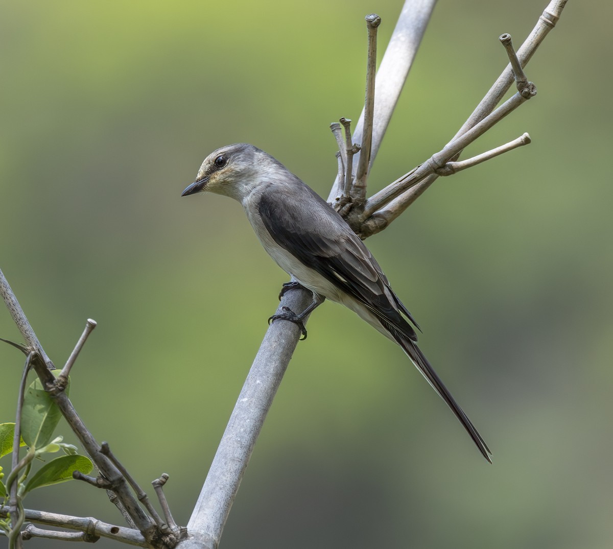 Brown-rumped Minivet - ML635007530