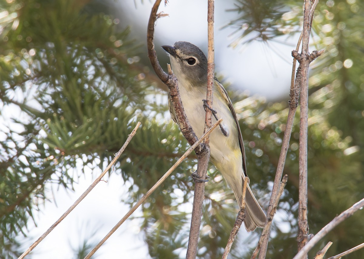 Cassin's Vireo - ML635007572