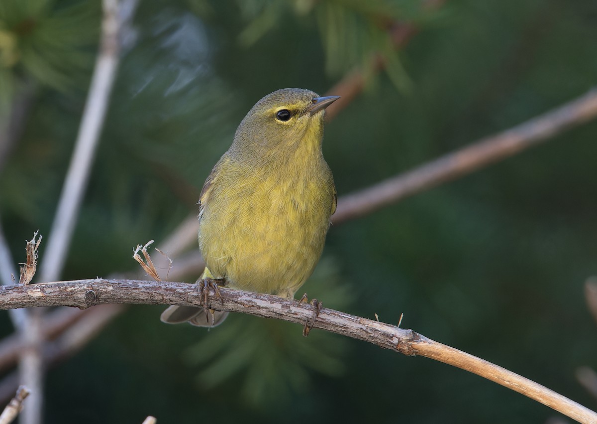Orange-crowned Warbler - ML635007582