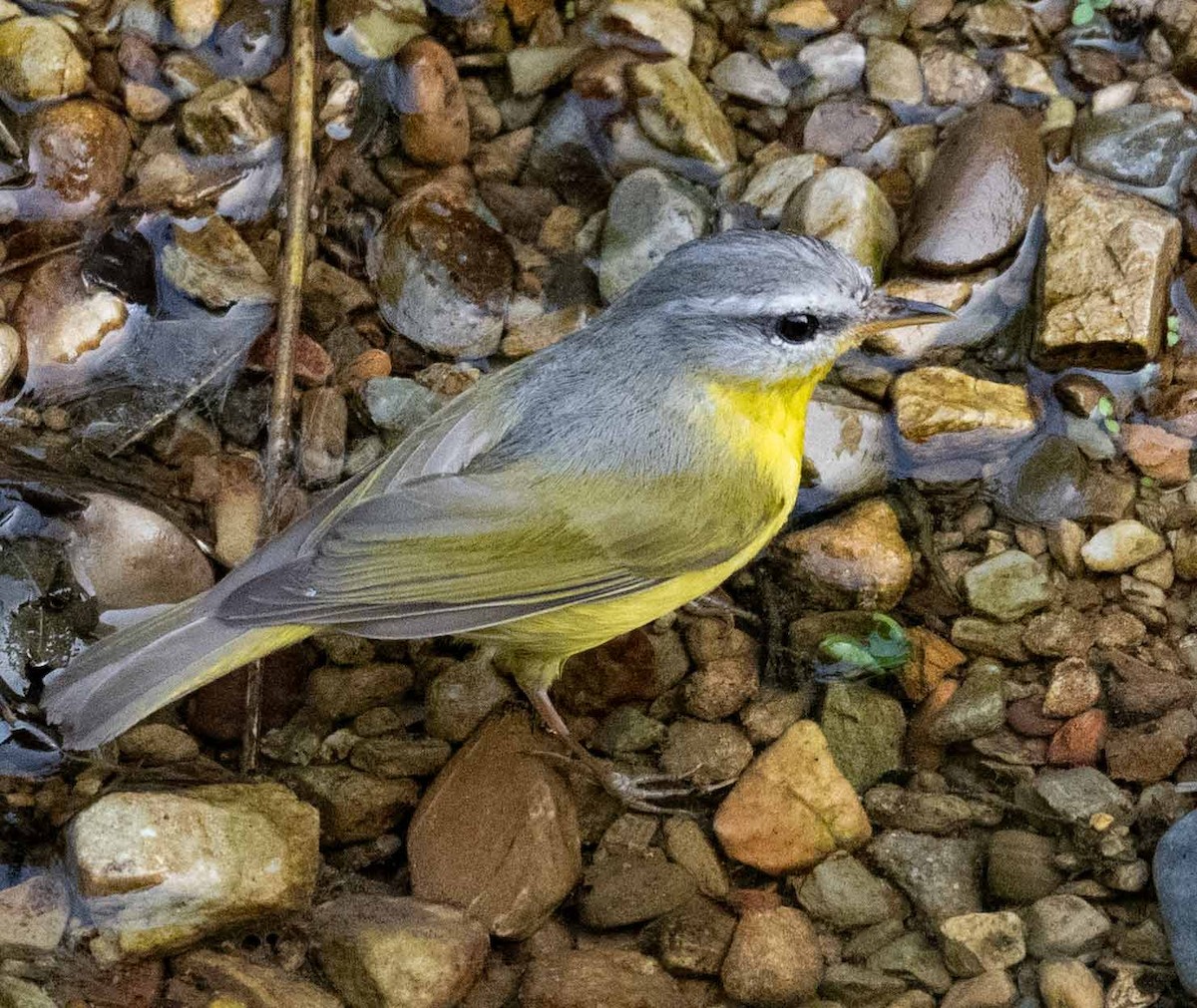 Gray-hooded Warbler - ML635007706