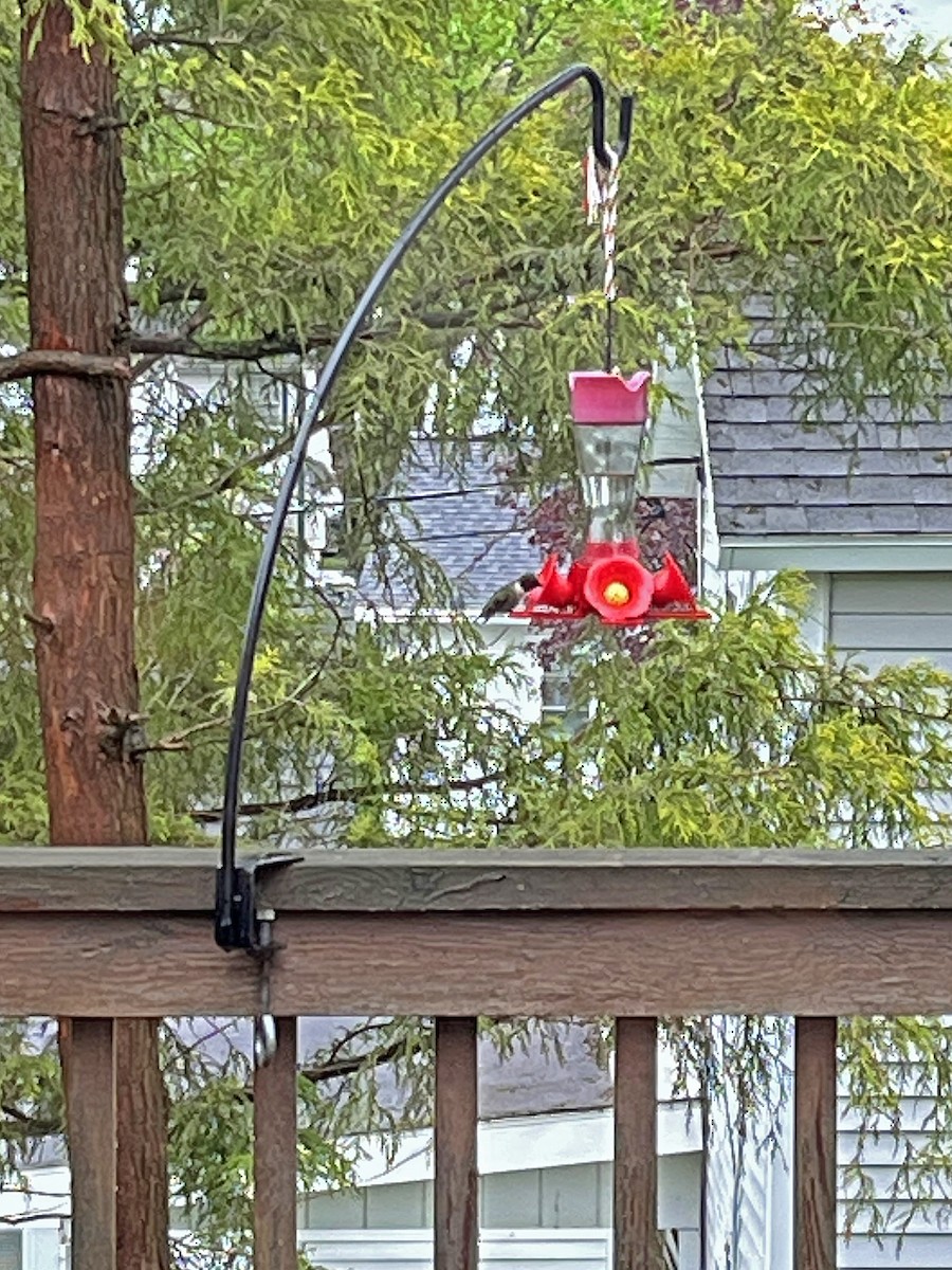 Ruby-throated Hummingbird - ML635007728