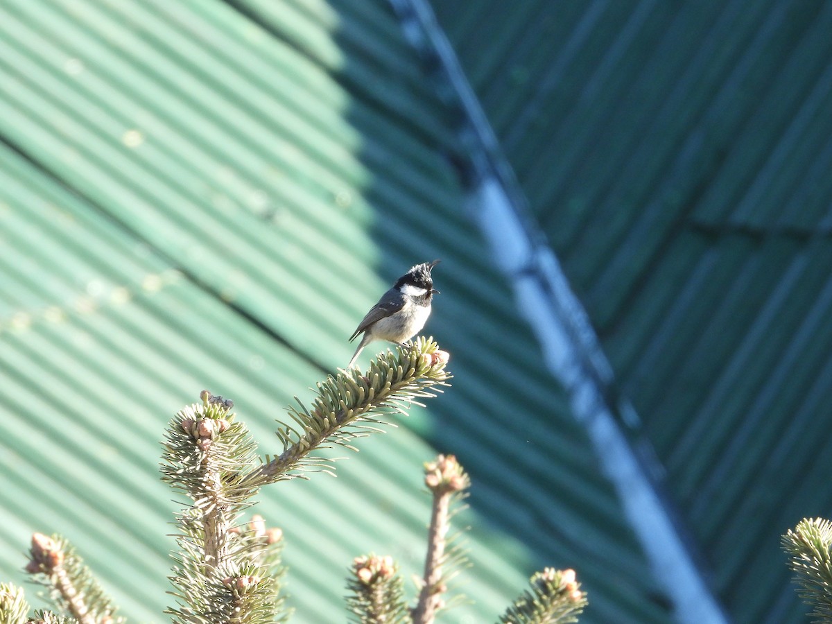 Coal Tit - ML635007730