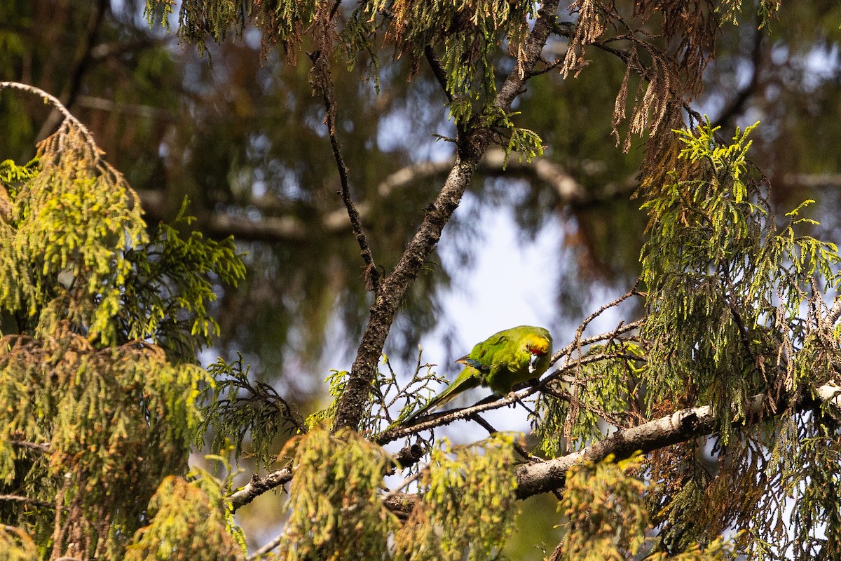 Yellow-crowned Parakeet - ML635007773