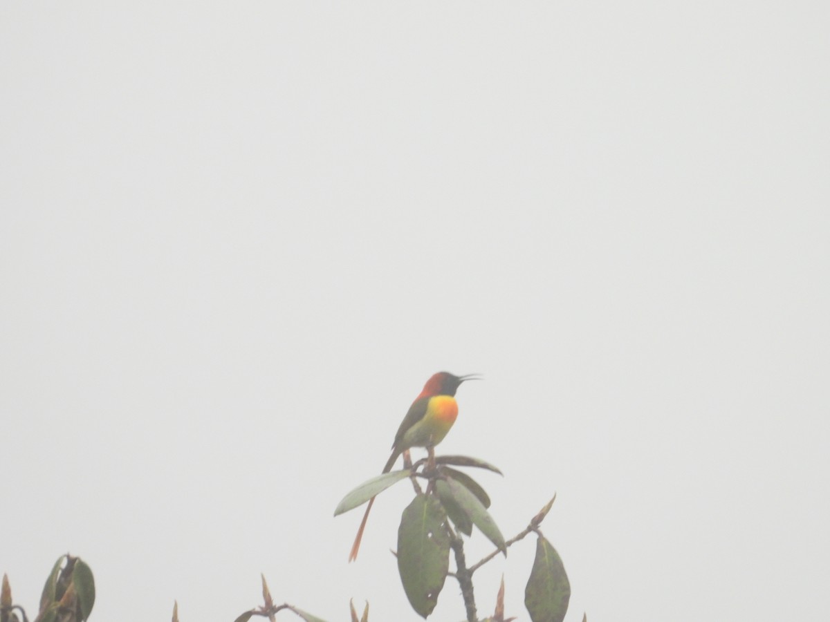 Fire-tailed Sunbird - ML635007798