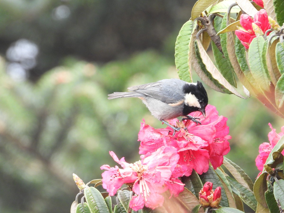 Rufous-vented Tit - ML635007848