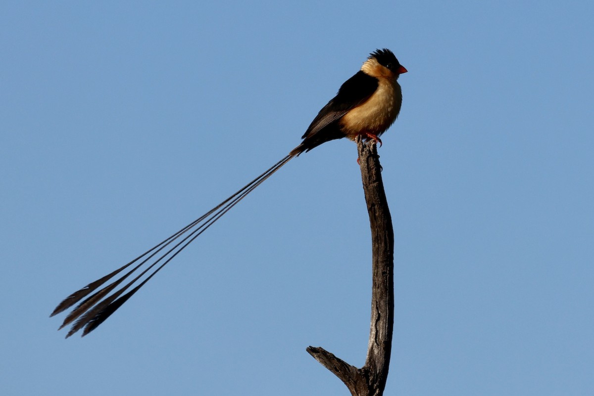 Shaft-tailed Whydah - ML635007875