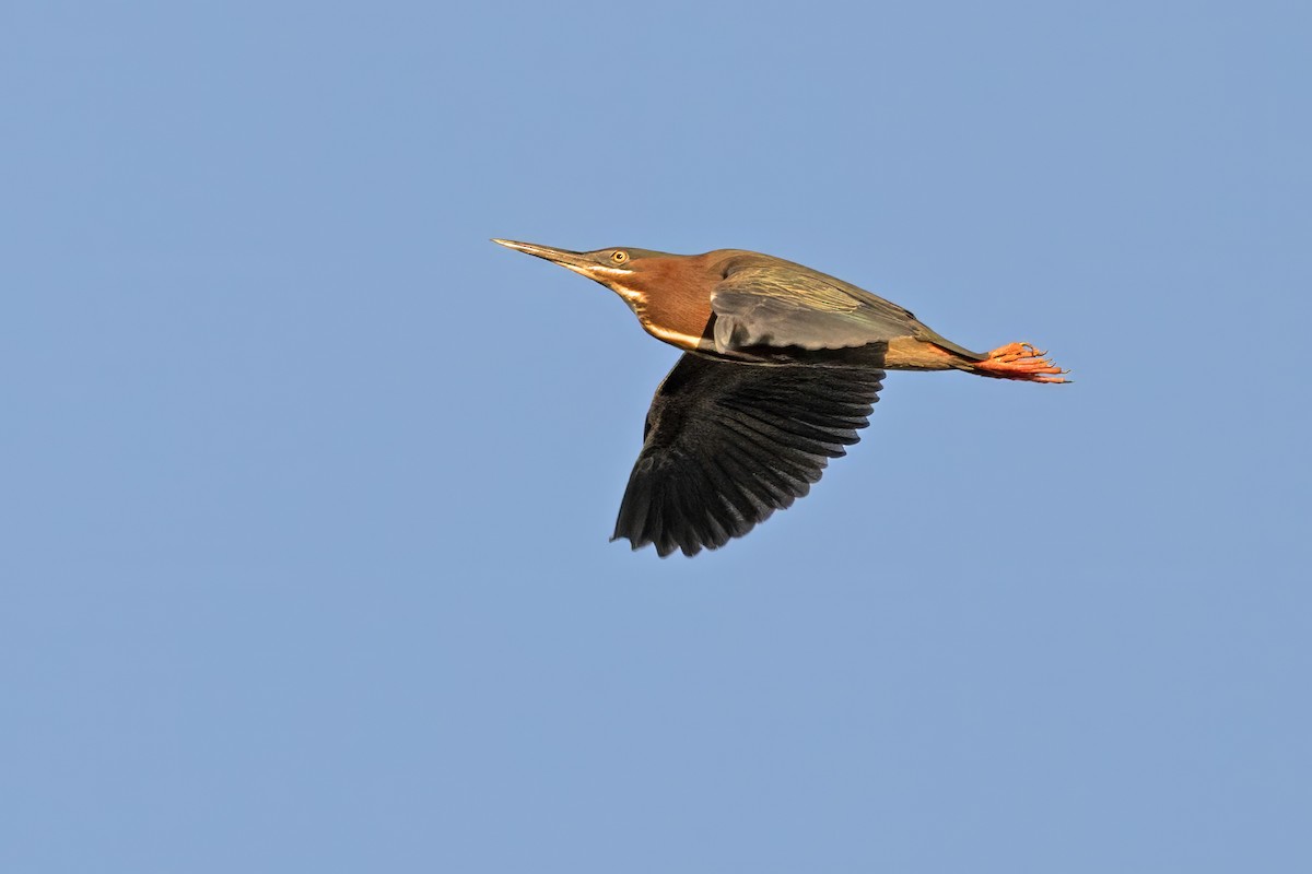 Green Heron - ML635007880