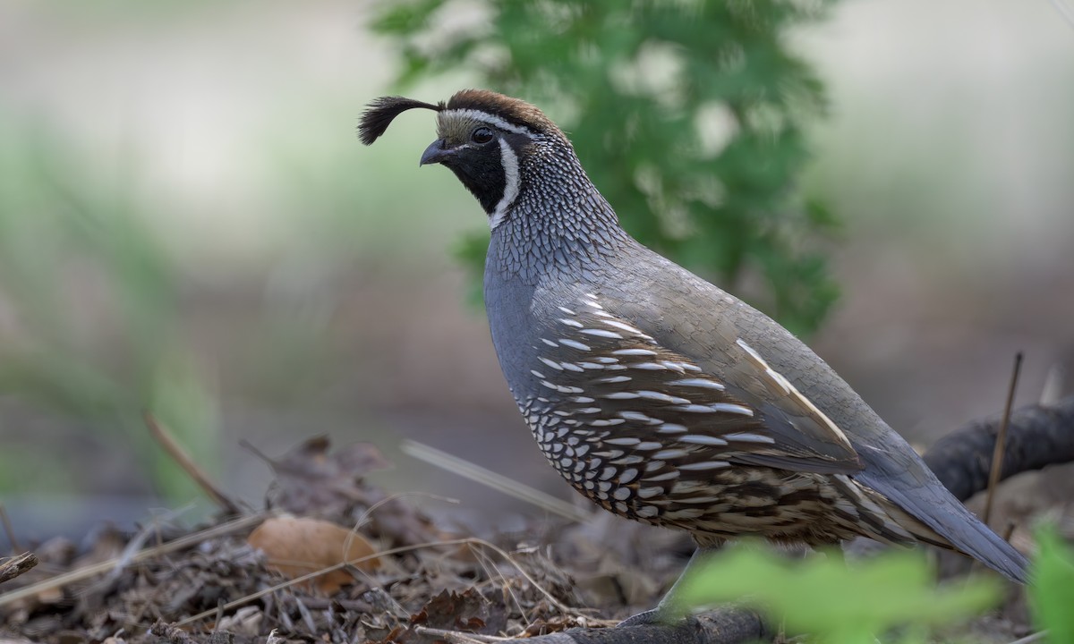 California Quail - ML635007926