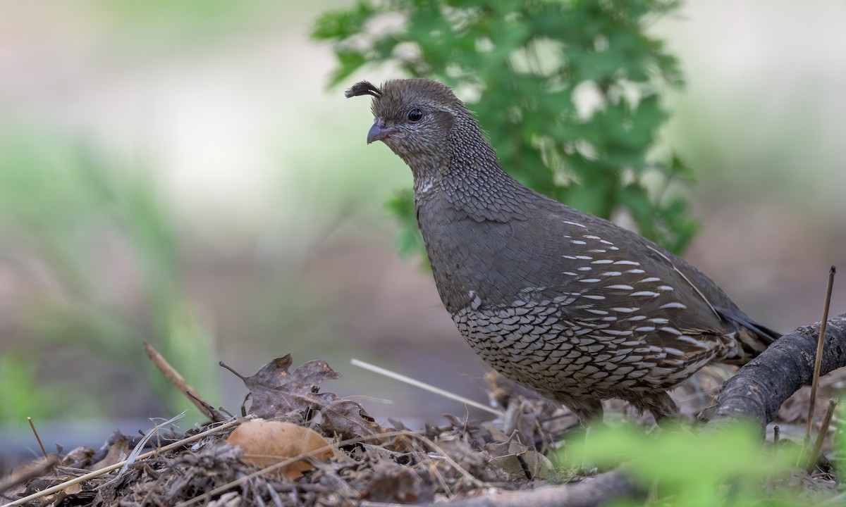 California Quail - ML635007938