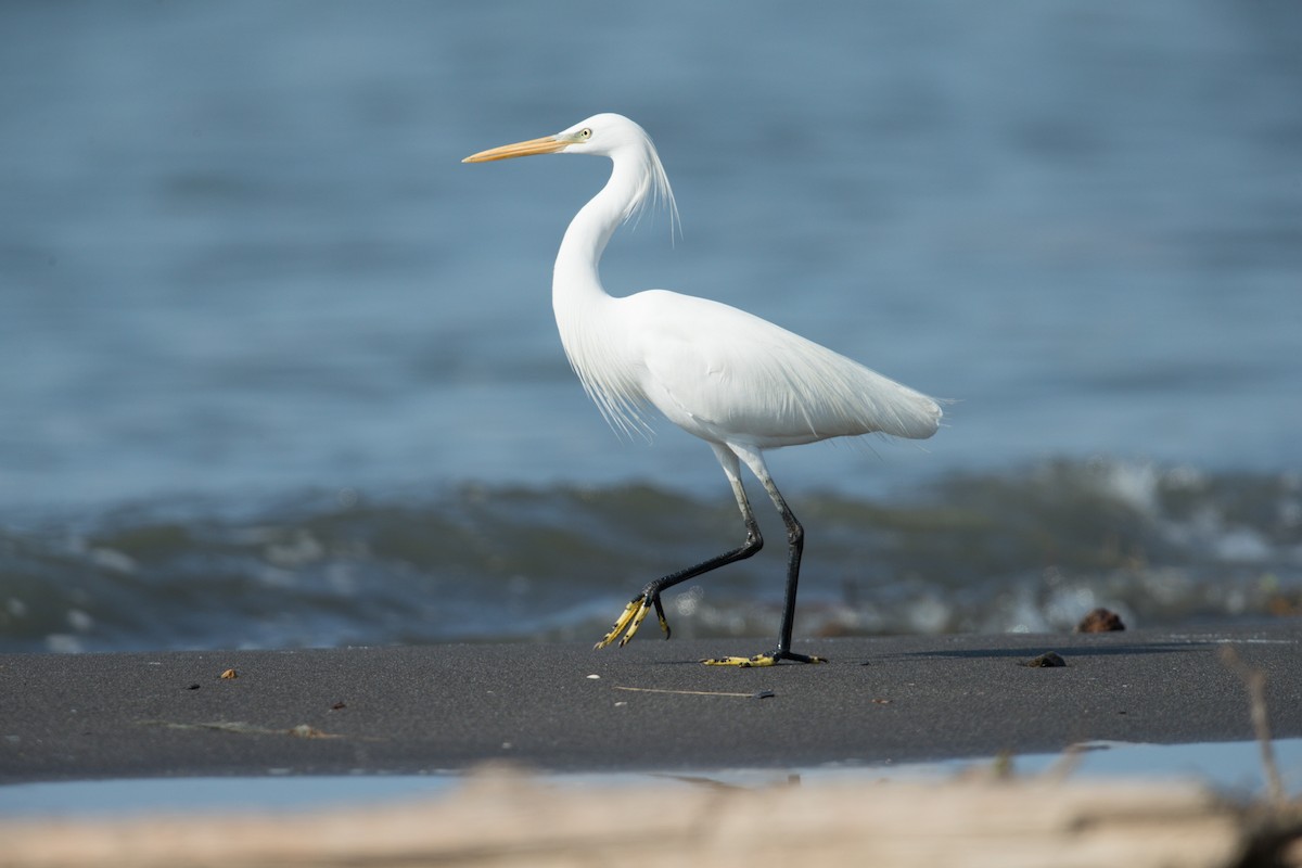 カラシラサギ - ML635008011