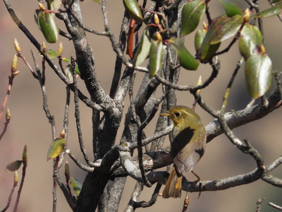 Golden Bush-Robin - ML635008024