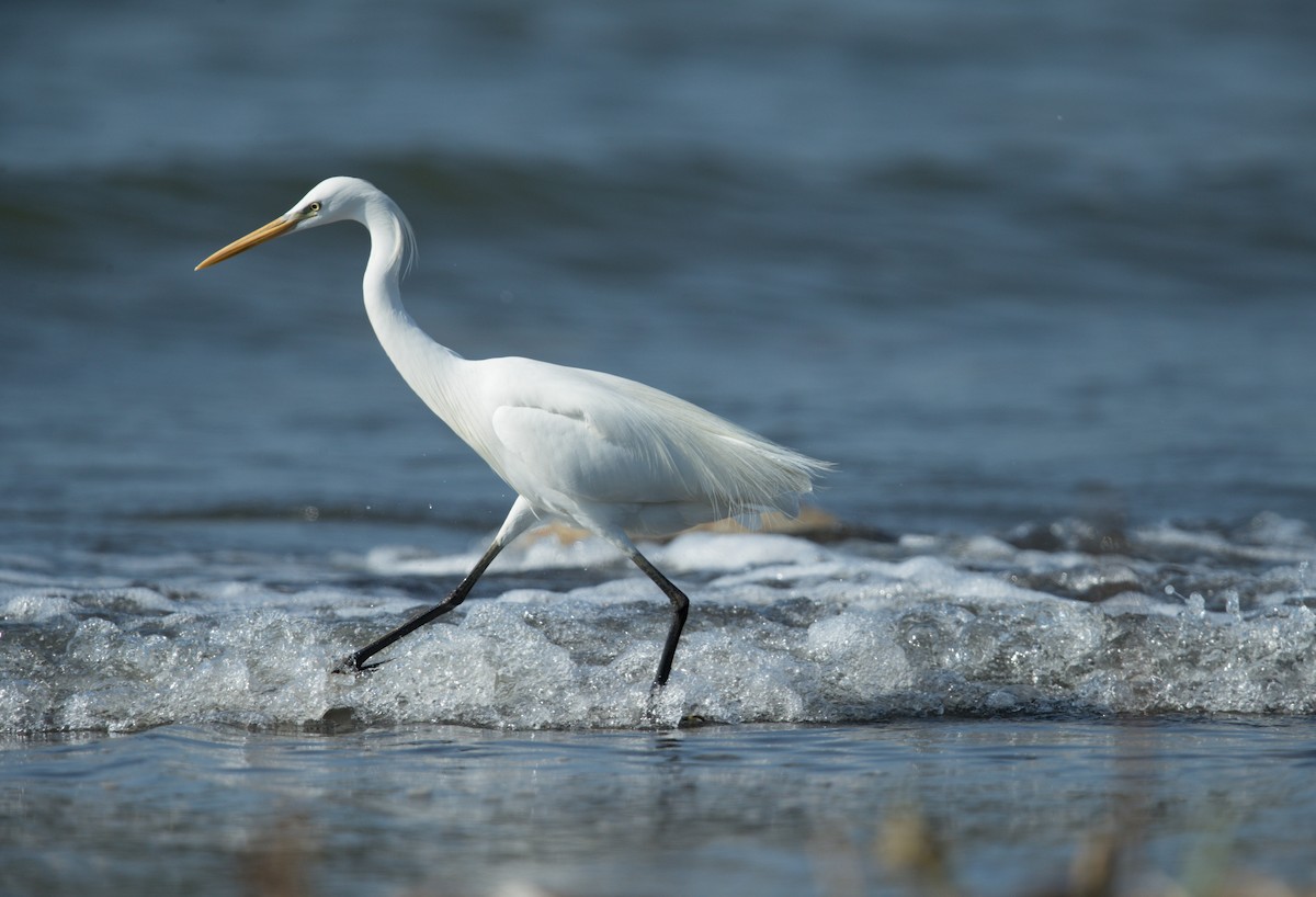カラシラサギ - ML635008182