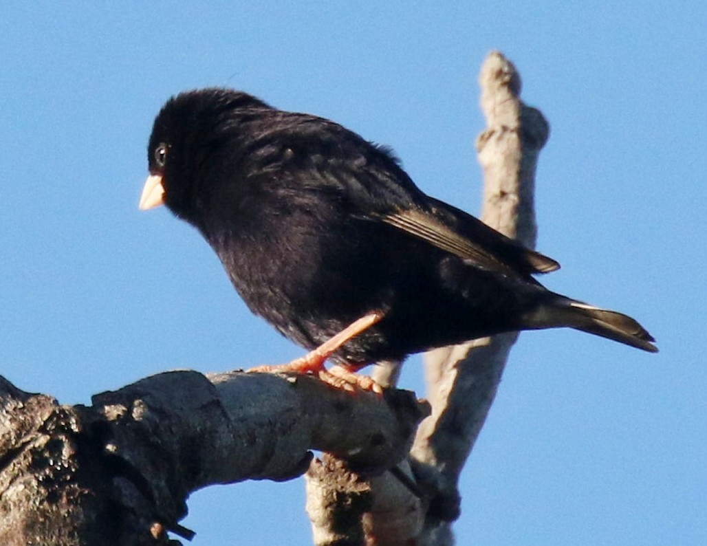 Purple Indigobird - ML635008264