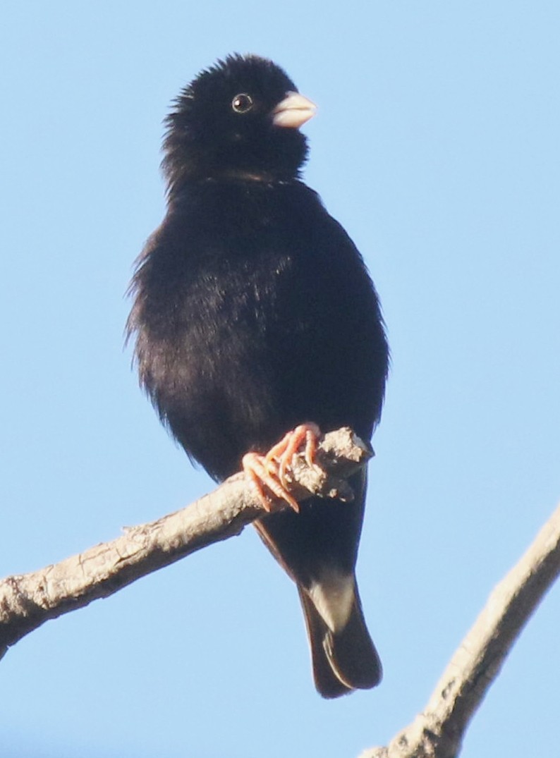 Purple Indigobird - ML635008265