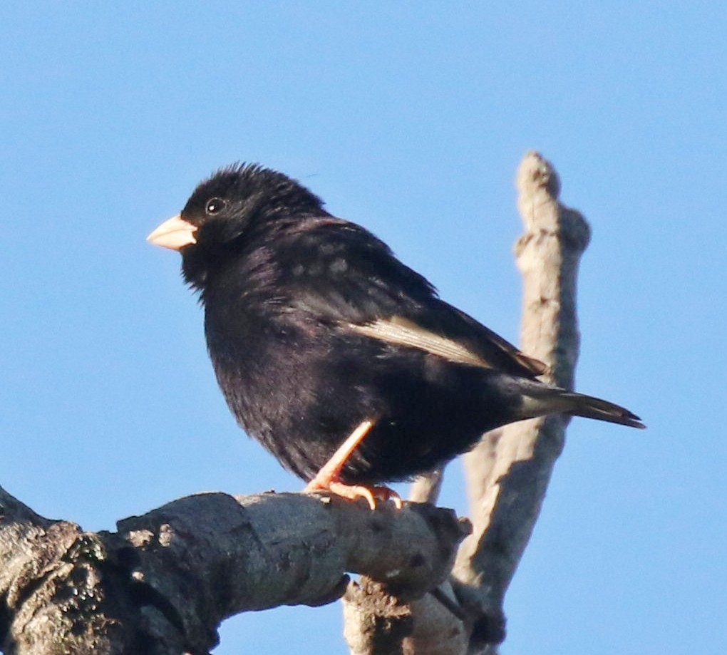 Purple Indigobird - ML635008266