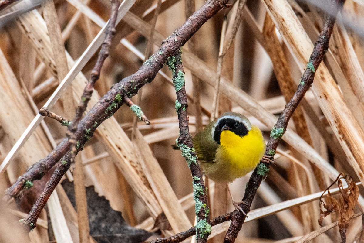 Common Yellowthroat - ML635008342