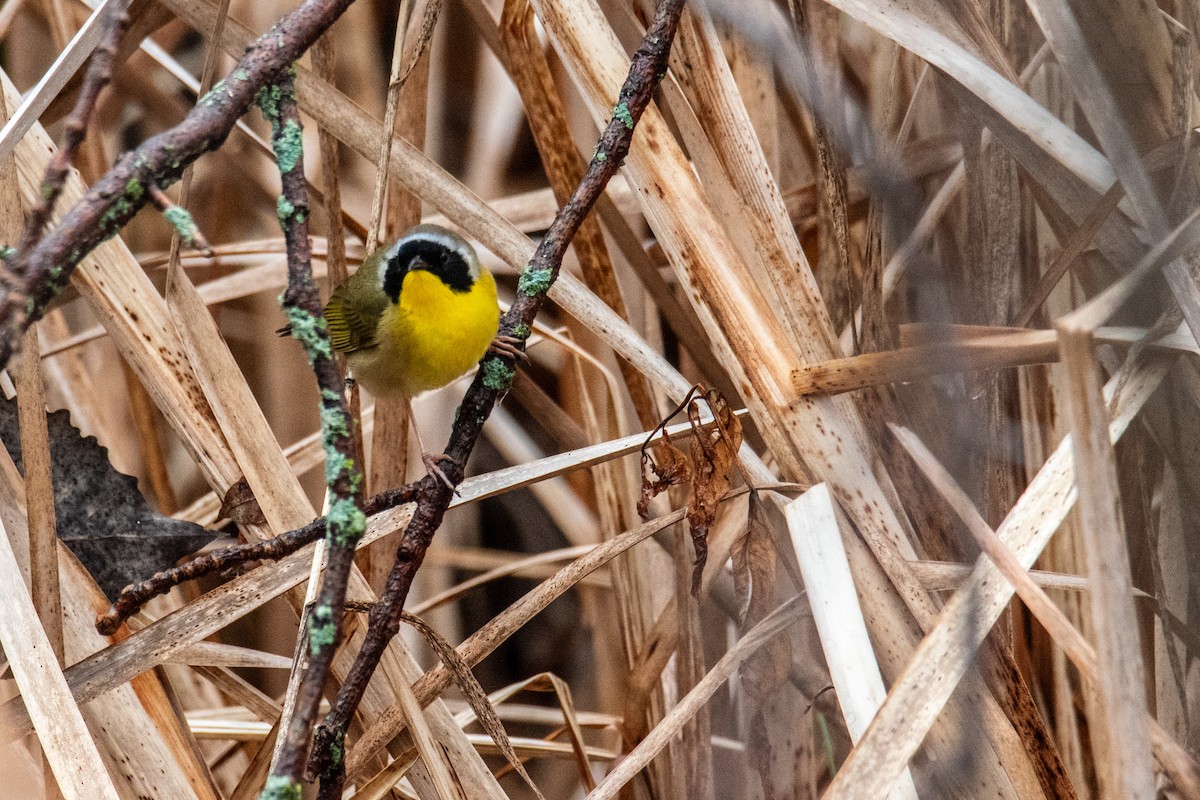 Common Yellowthroat - ML635008344