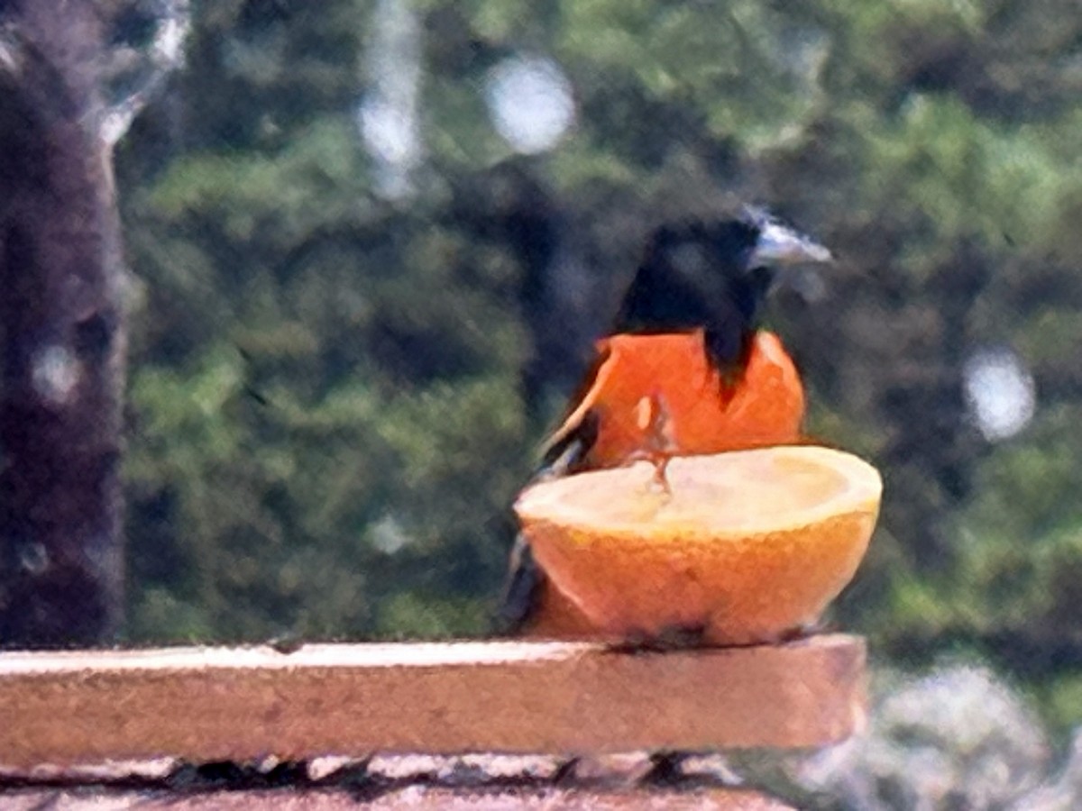 Baltimore Oriole - ML635008376
