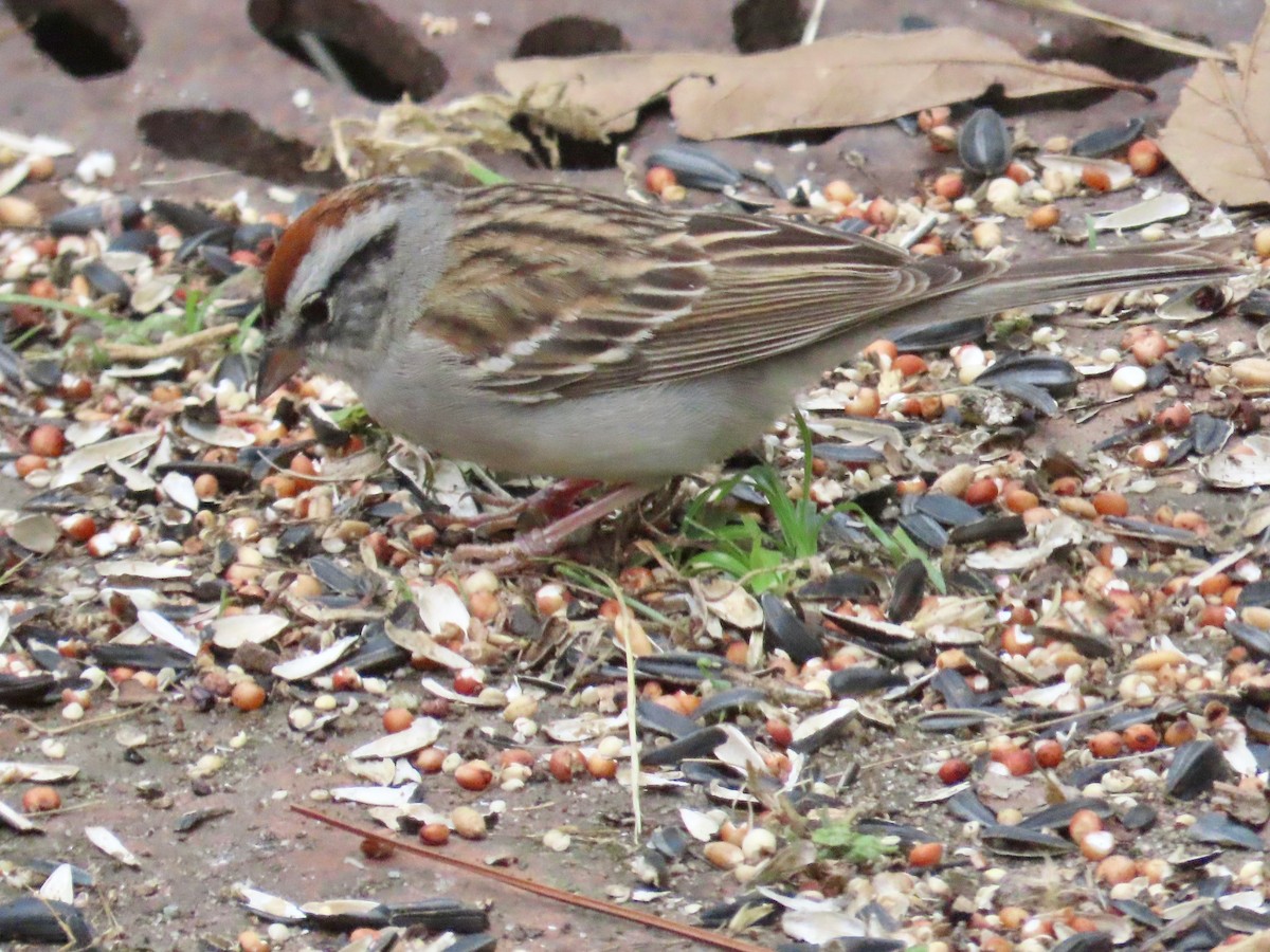 Chipping Sparrow - ML635008388