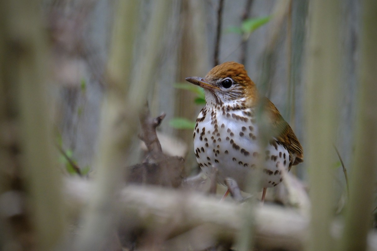 Wood Thrush - ML635008408