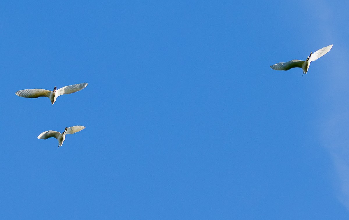 Great Egret - ML635008409