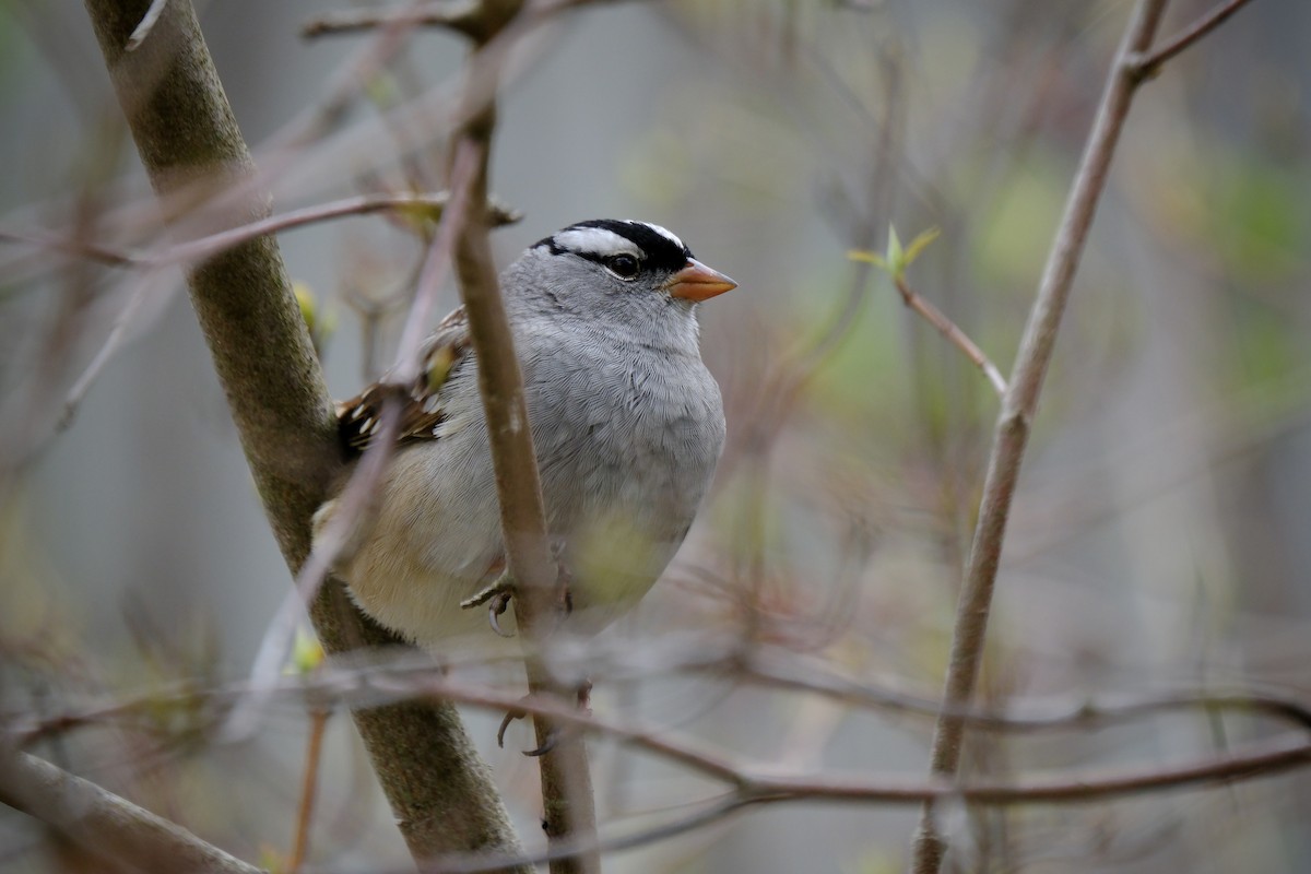 White-crowned Sparrow - ML635008419