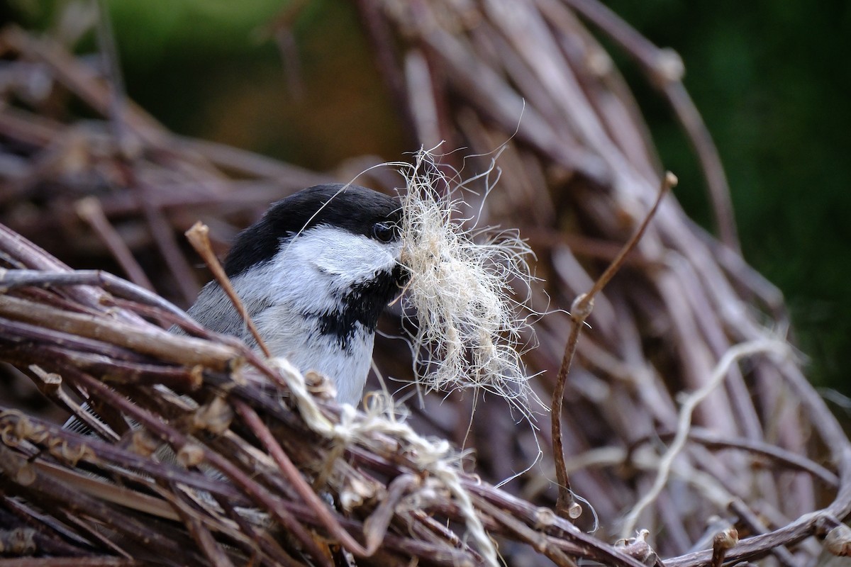 Black-capped Chickadee - ML635008433