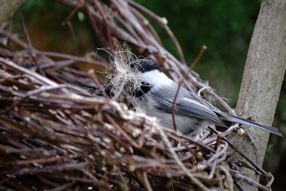 Black-capped Chickadee - ML635008460