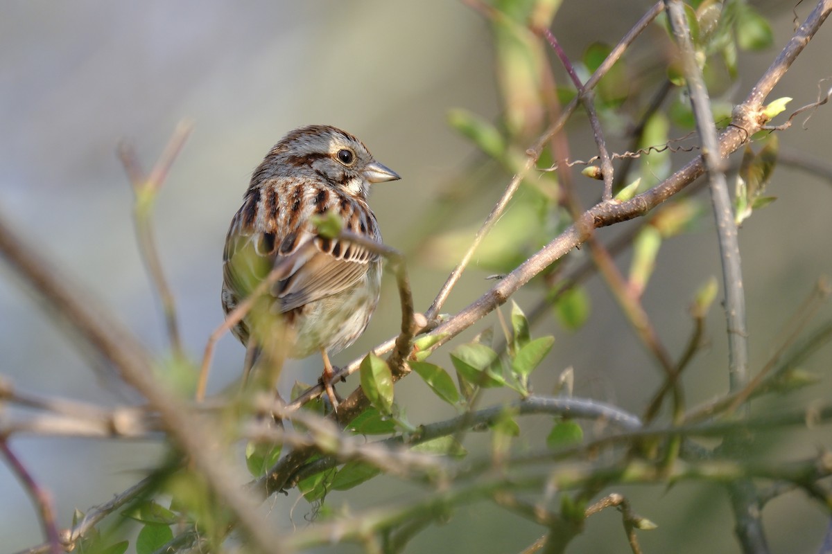 Song Sparrow - ML635008564