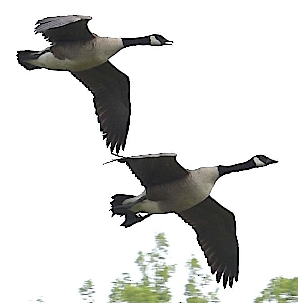 Branta kanadar handia - ML635008584