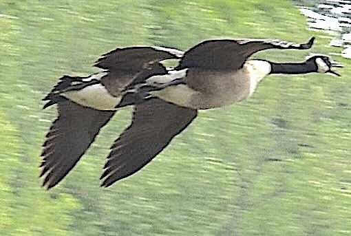 Branta kanadar handia - ML635008601
