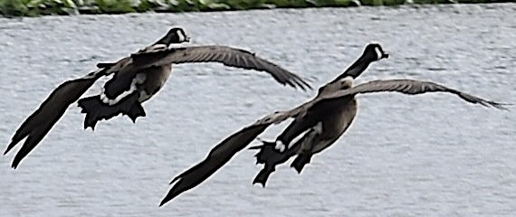 Branta kanadar handia - ML635008612