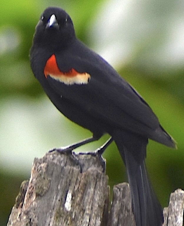 Red-winged Blackbird - ML635008649