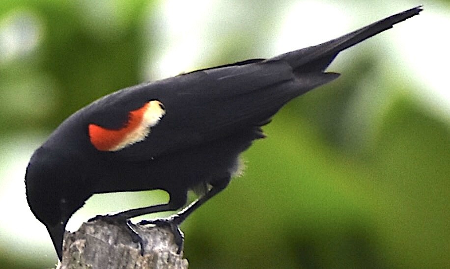 Red-winged Blackbird - ML635008657