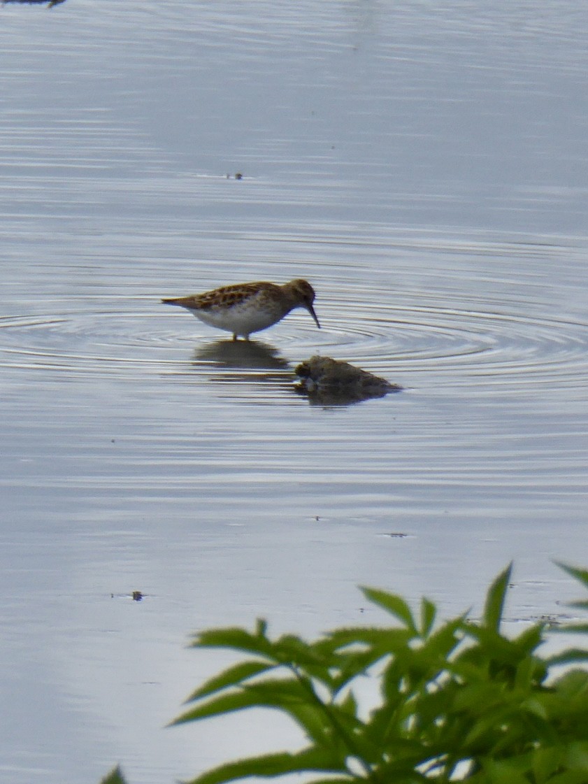 Least Sandpiper - ML635008665