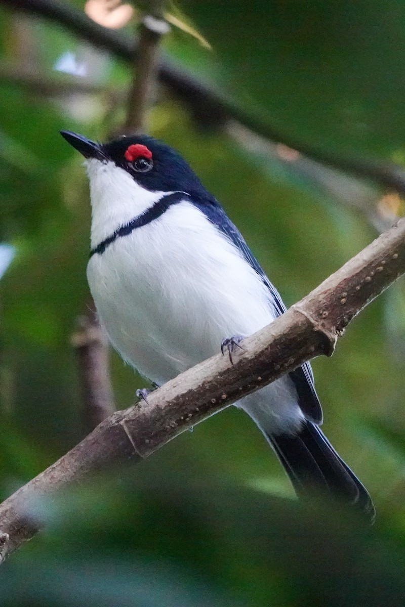 Black-throated Wattle-eye - ML635008671