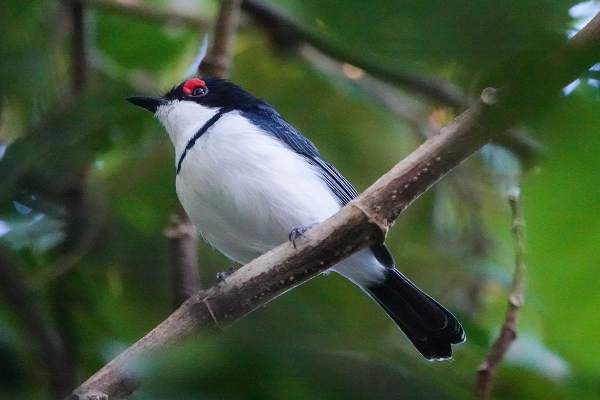 Black-throated Wattle-eye - ML635008672