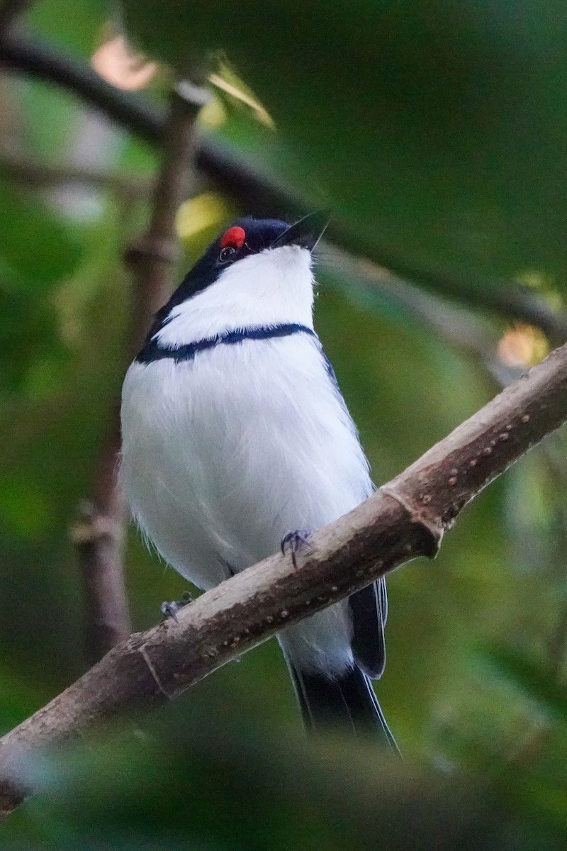 Black-throated Wattle-eye - ML635008673