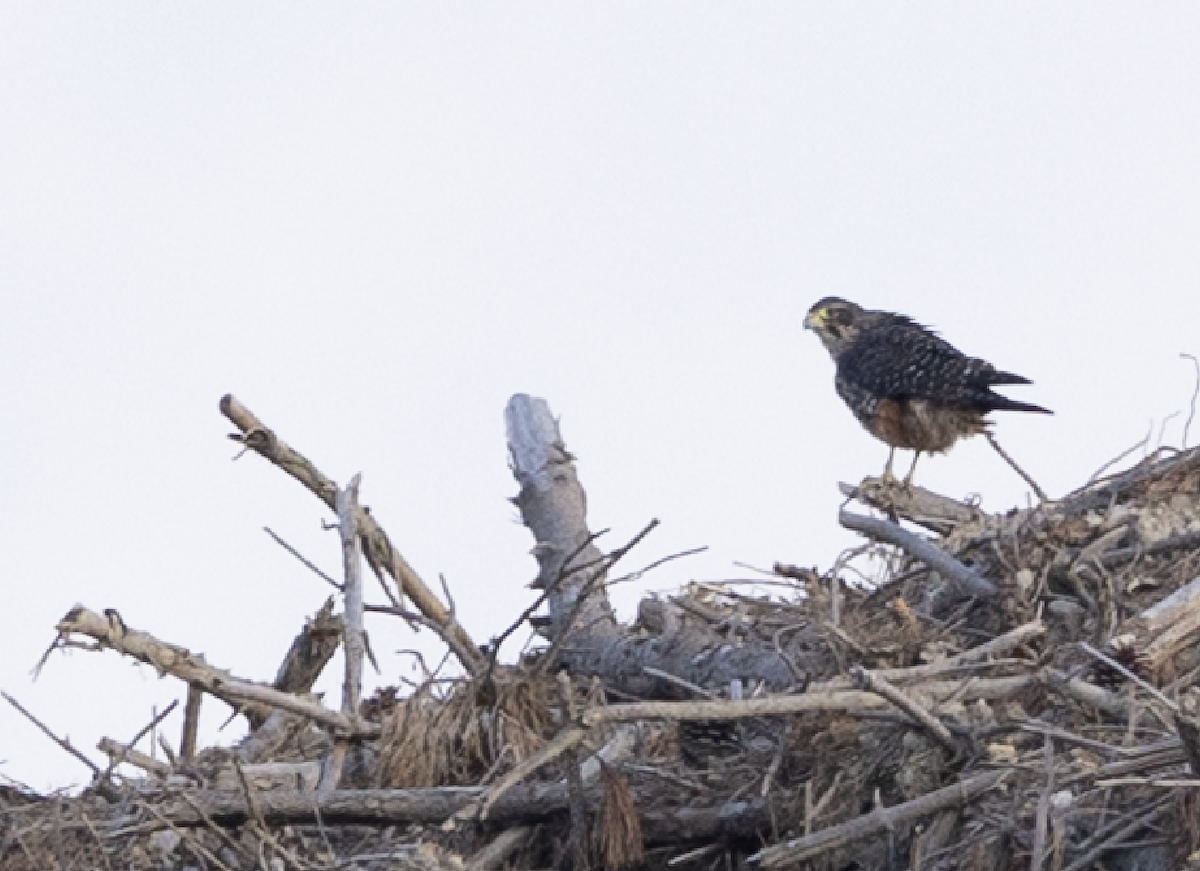 New Zealand Falcon - ML635008787
