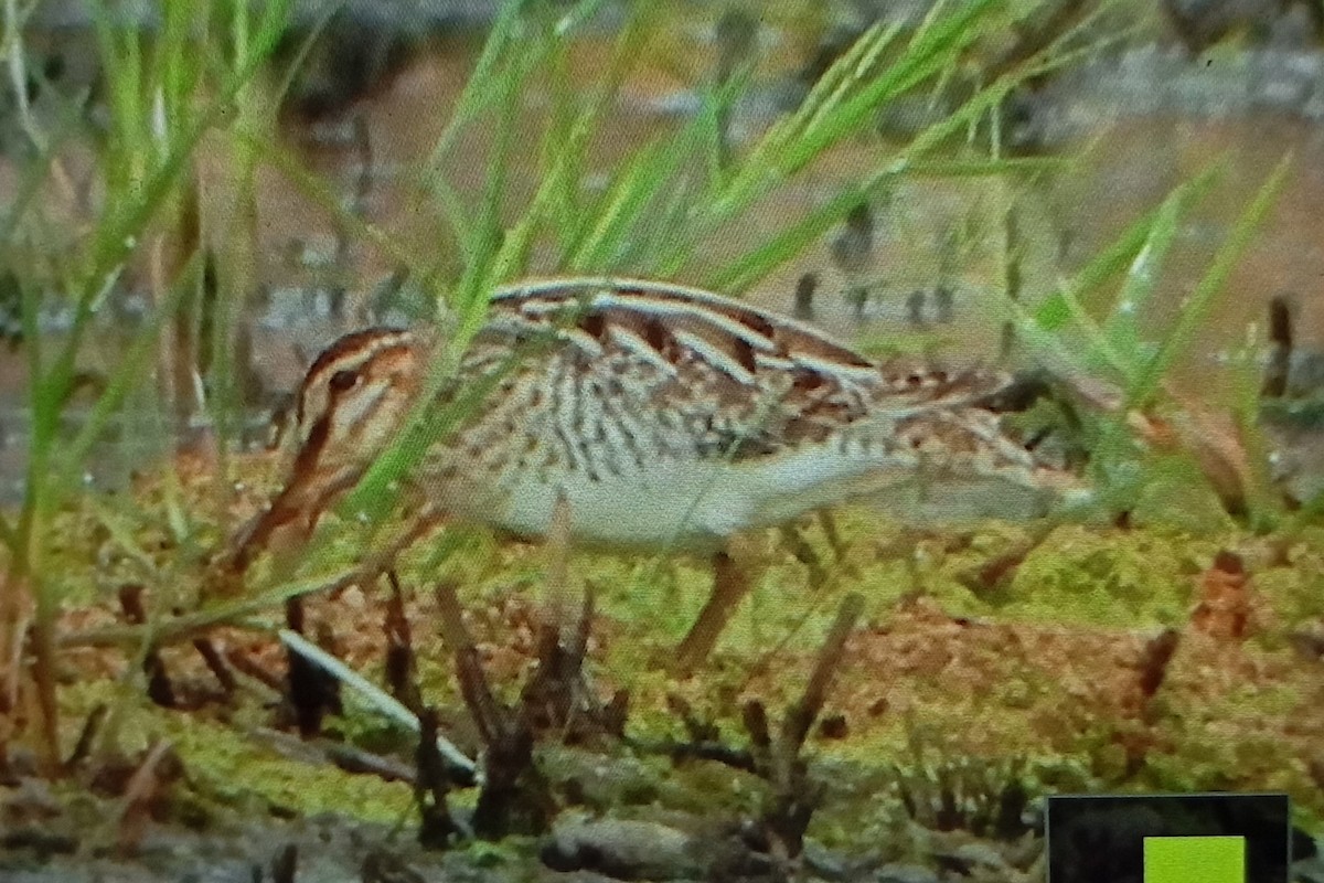 Common Snipe - ML635008857