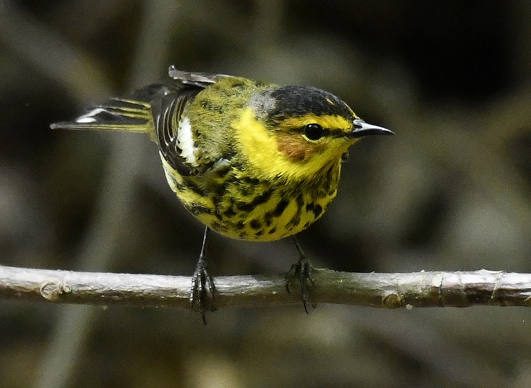 Cape May Warbler - ML635009059